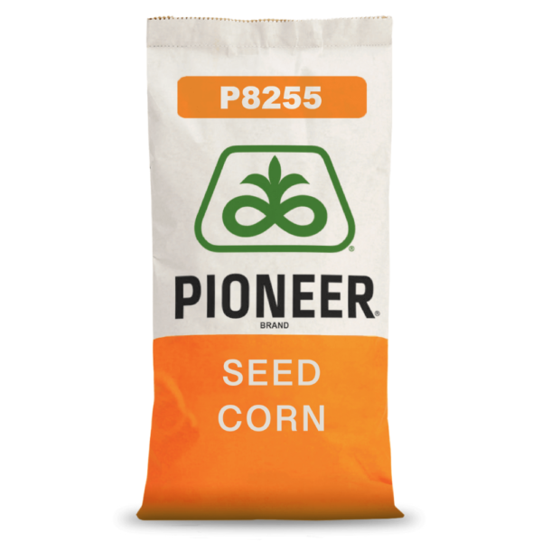 Pioneer® - Nasiona kukurydzy P8255