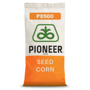 Pioneer® - Nasiona kukurydzy P8500